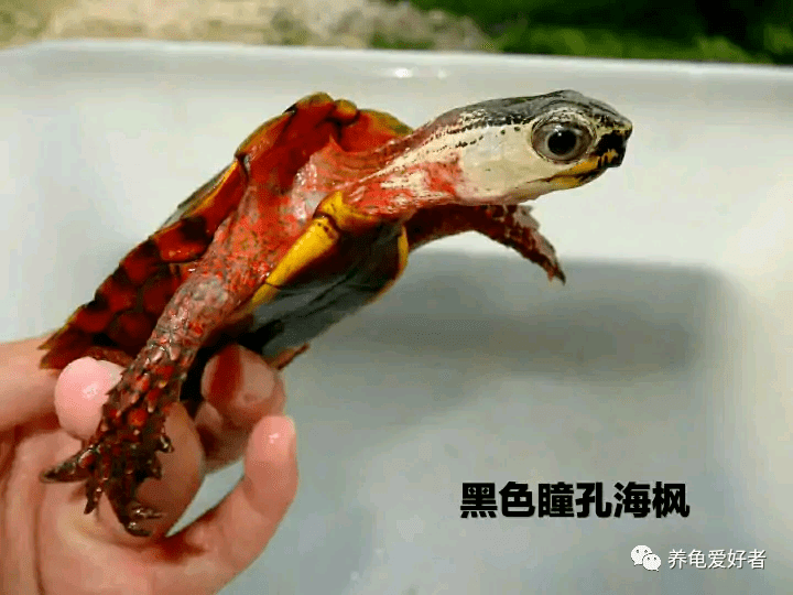 枫叶龟