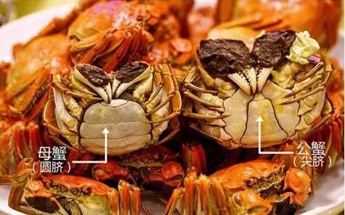 螃蟹公母怎么区分