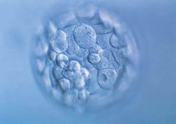 冻胚和囊胚的区别