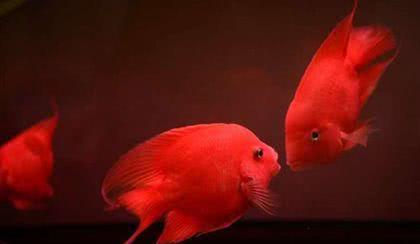 红灯管鱼