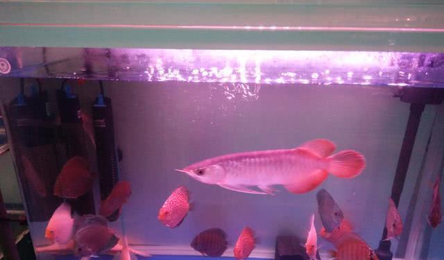 红灯管鱼