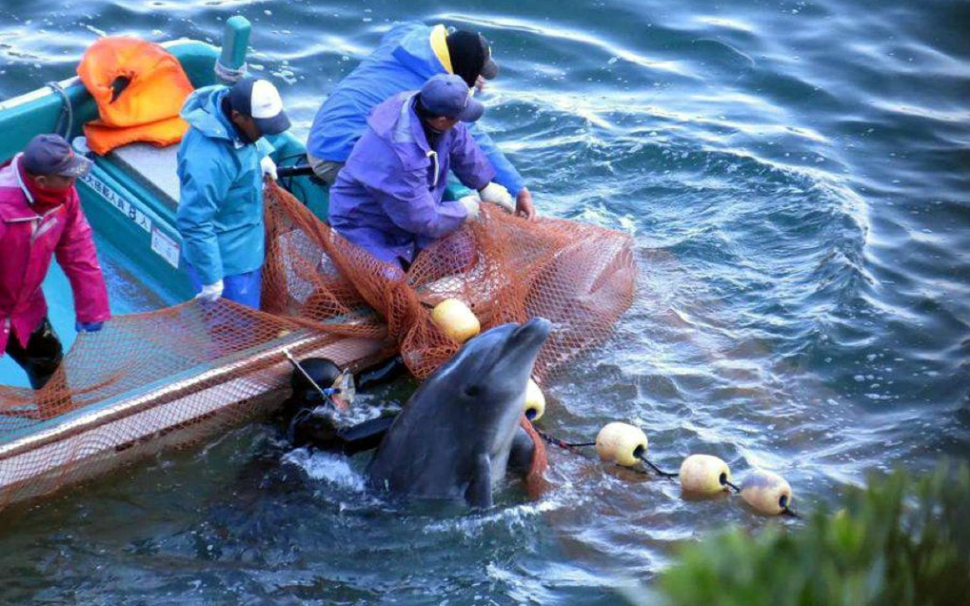 日本海豚湾事件