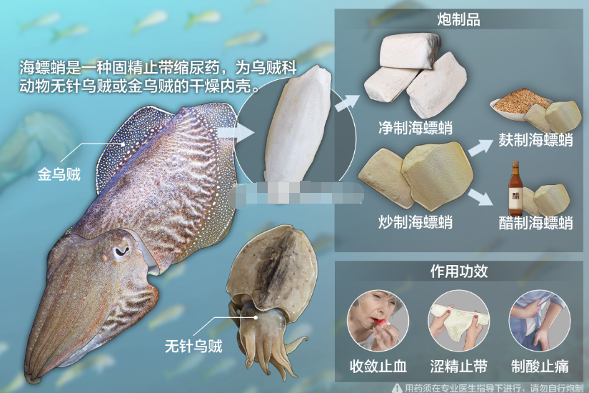 海螵蛸的功效