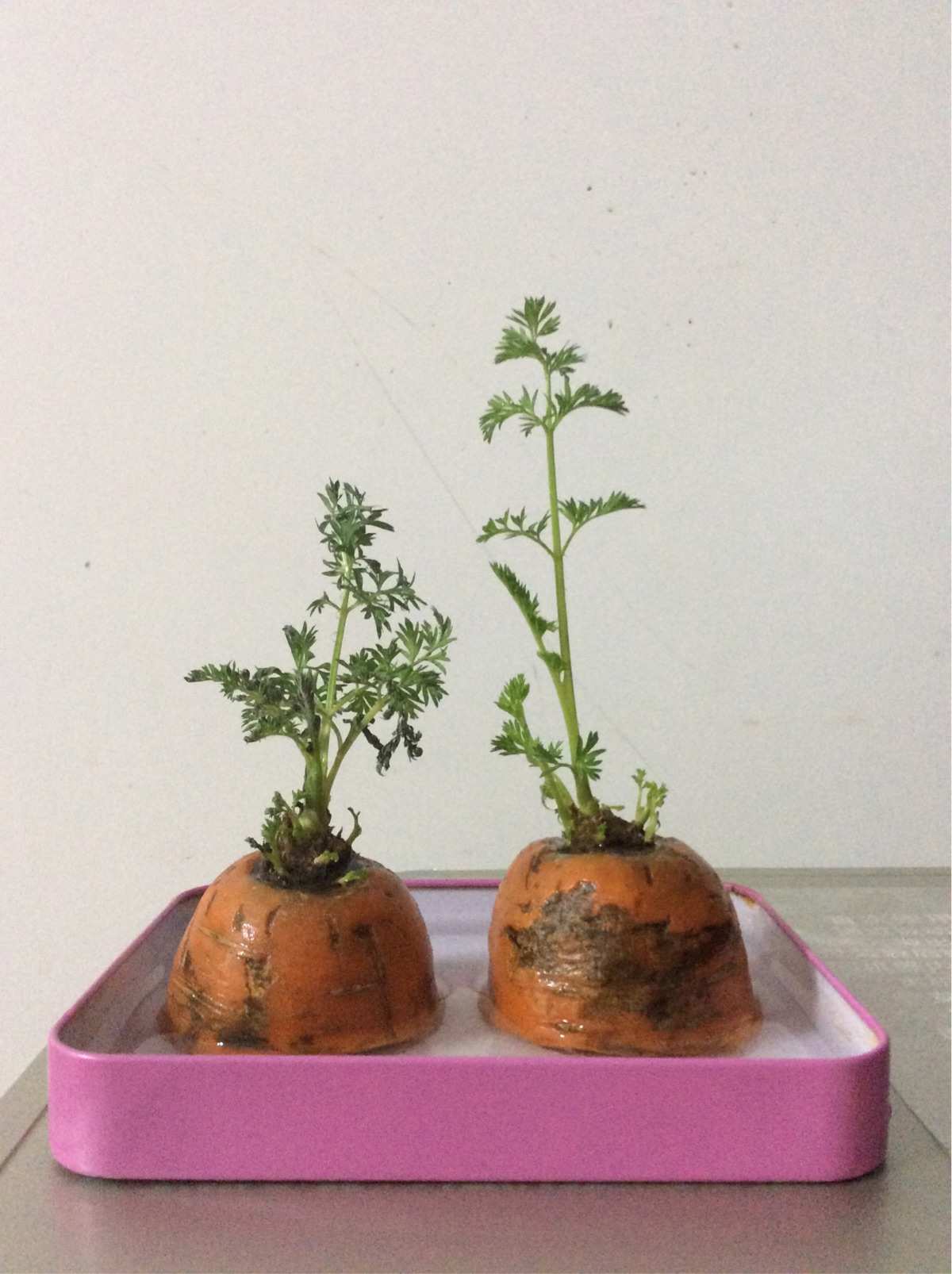 红萝卜种植时间和方法
