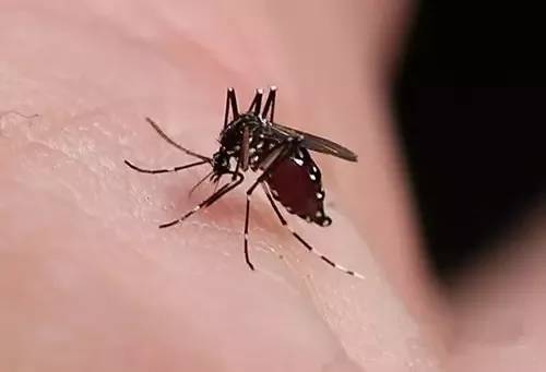 什么血型最招蚊子