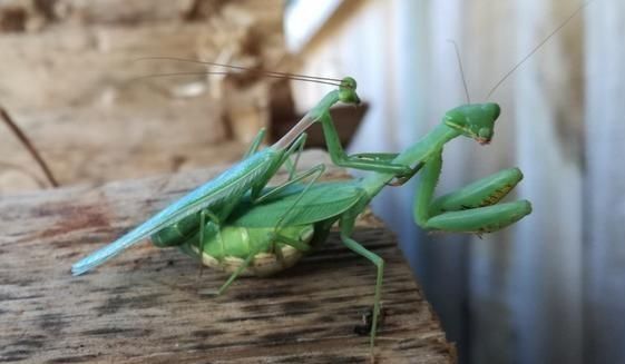 螳螂为什么要吃掉自己的配偶