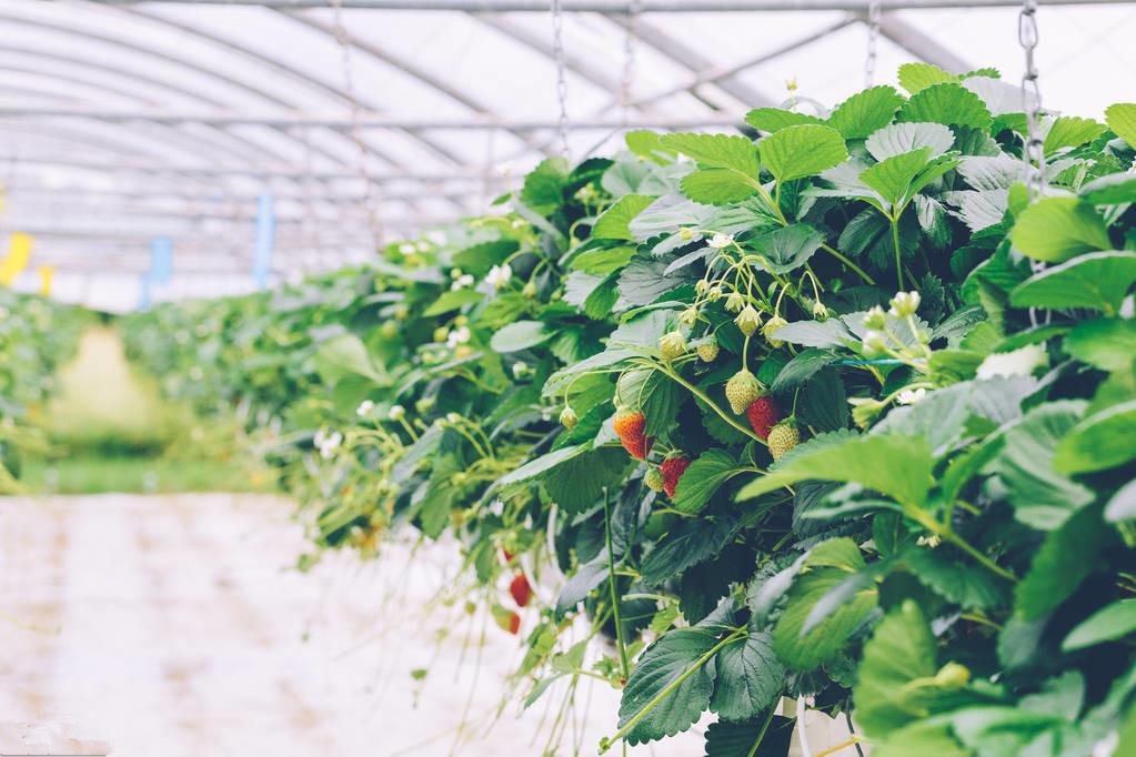 大棚立体草莓种植槽