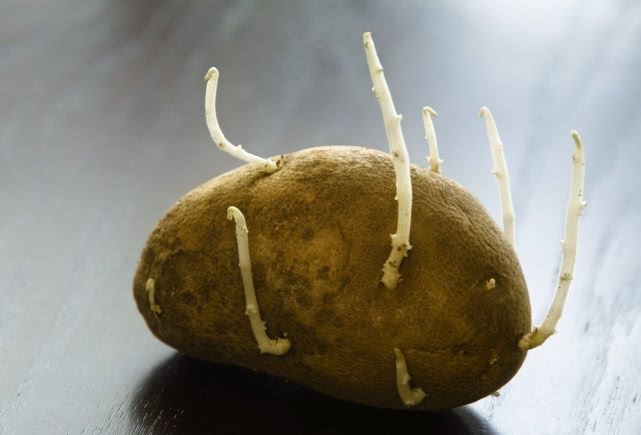 吃土豆减肥还是增肥