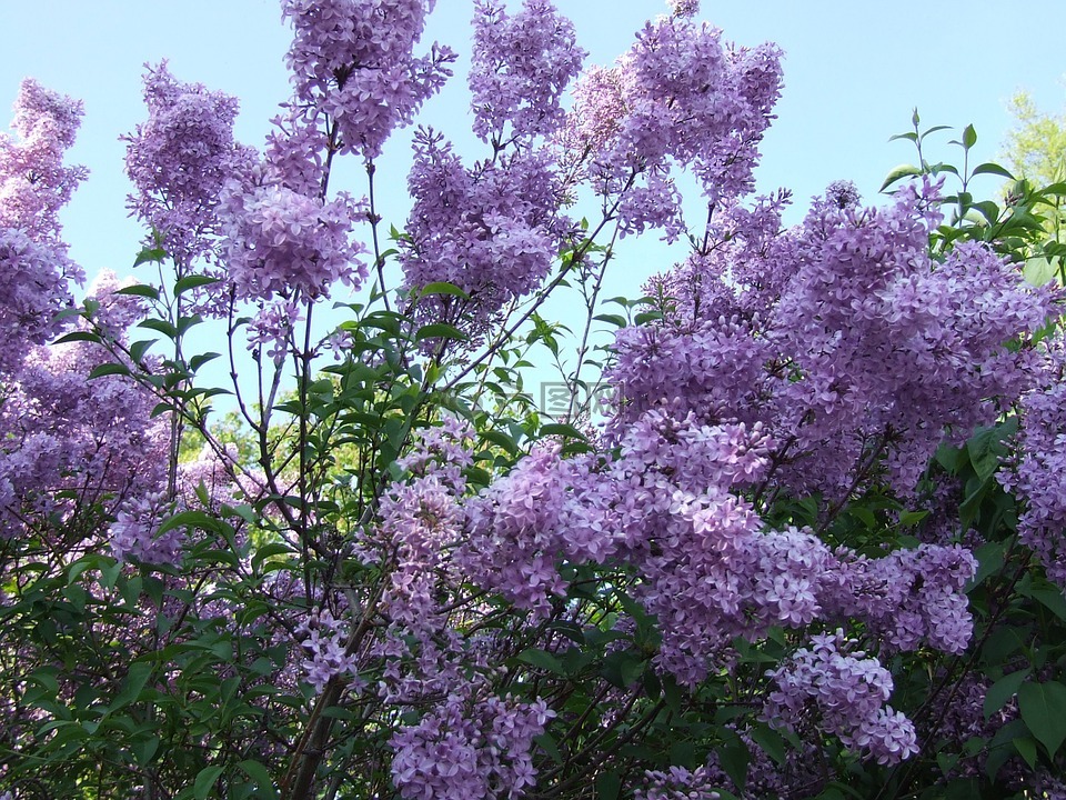 紫丁香花语