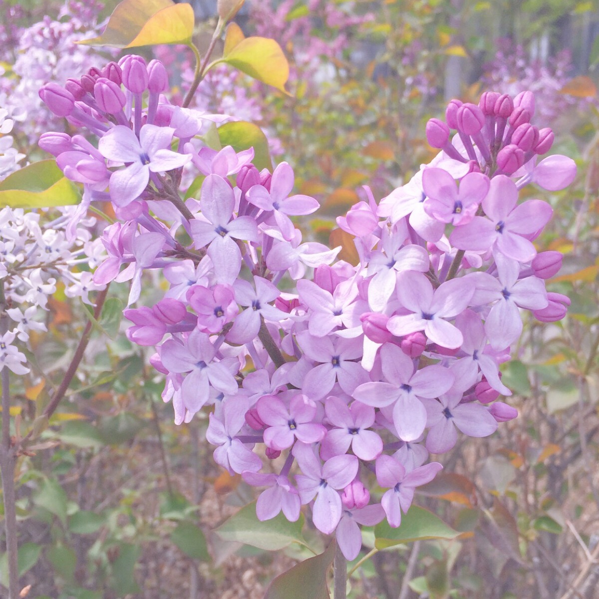 紫丁香花语