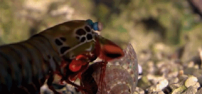 虾爬子怎么做好吃