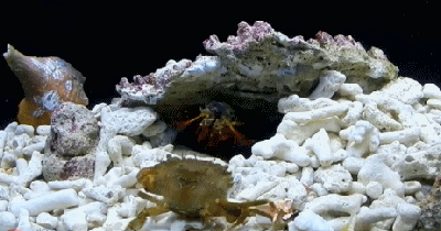 虾爬子怎么做好吃