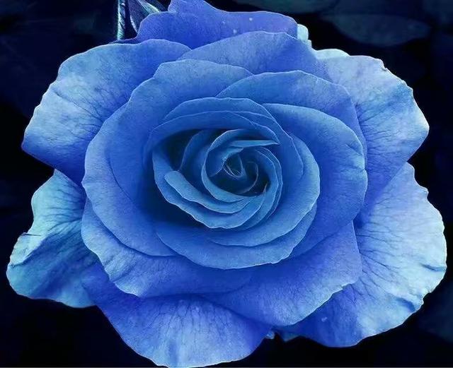蓝玫瑰的寓意