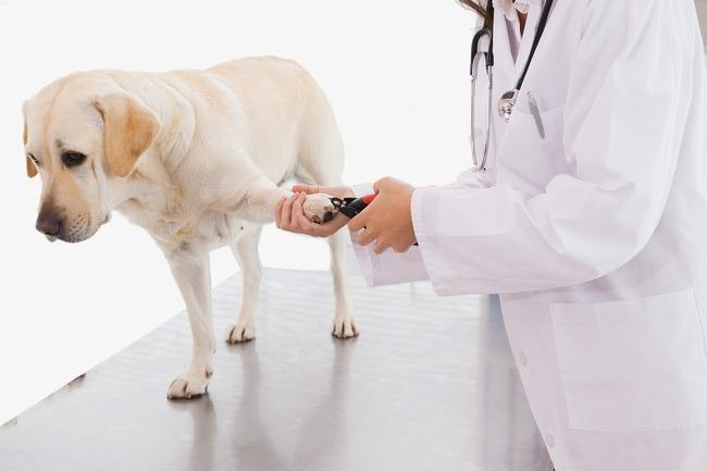 动物诊疗机构管理办法