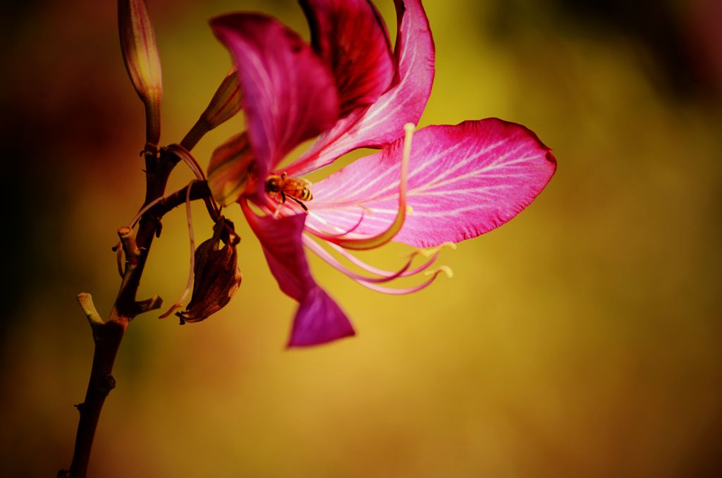 紫荆花树图片