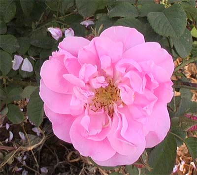 川崎玫瑰花折法