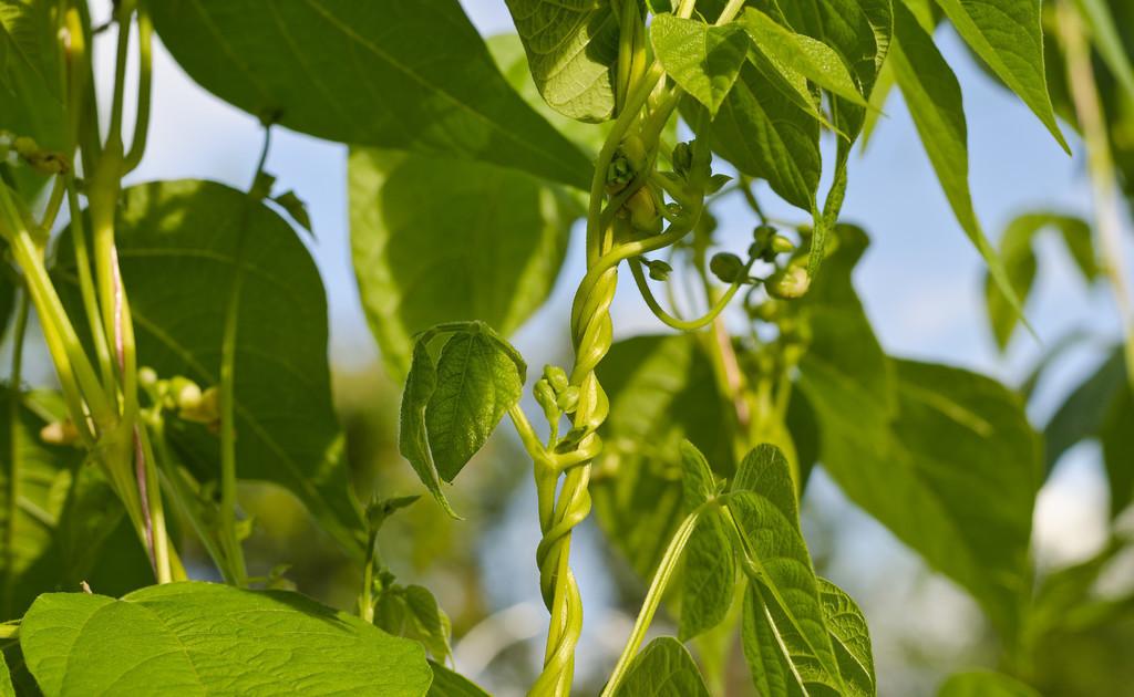 四季豆的种植时间和种植方法
