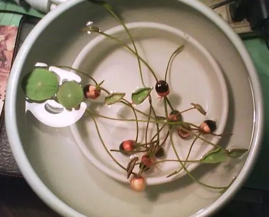 碗莲的种植方法水培