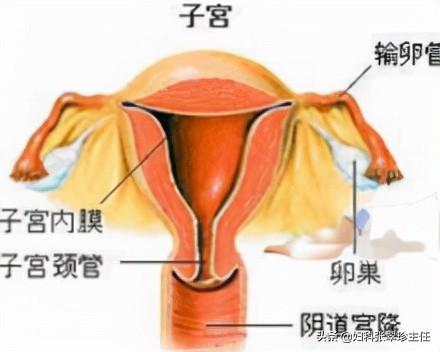 腹膜外剖宫产