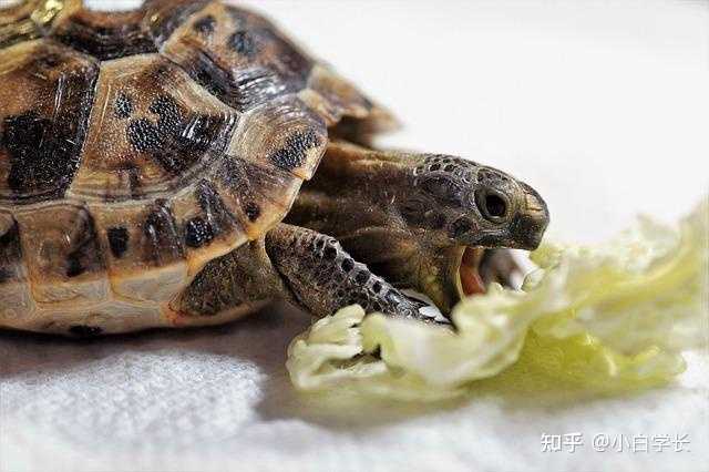 草龟吃什么食物