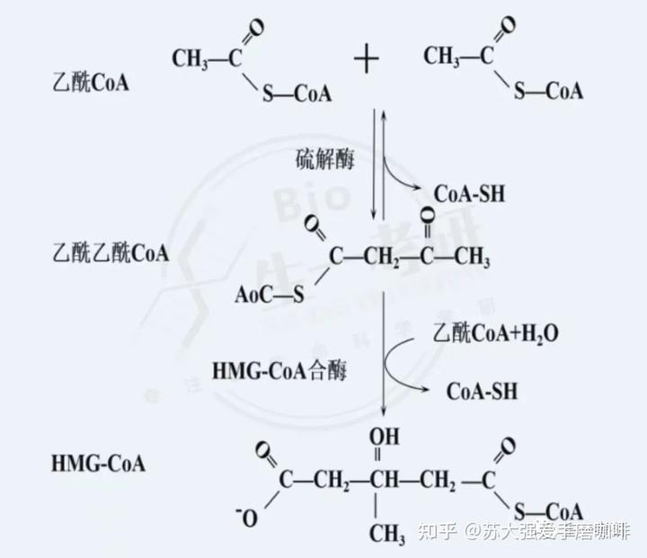 α羟丁酸脱氢酶