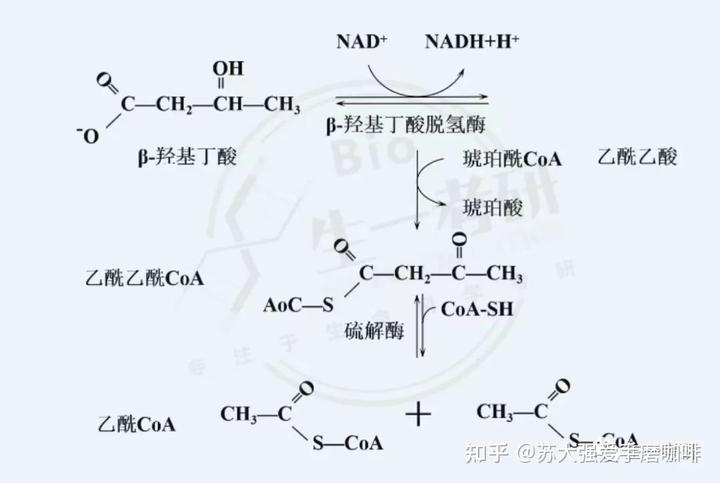 α羟丁酸脱氢酶