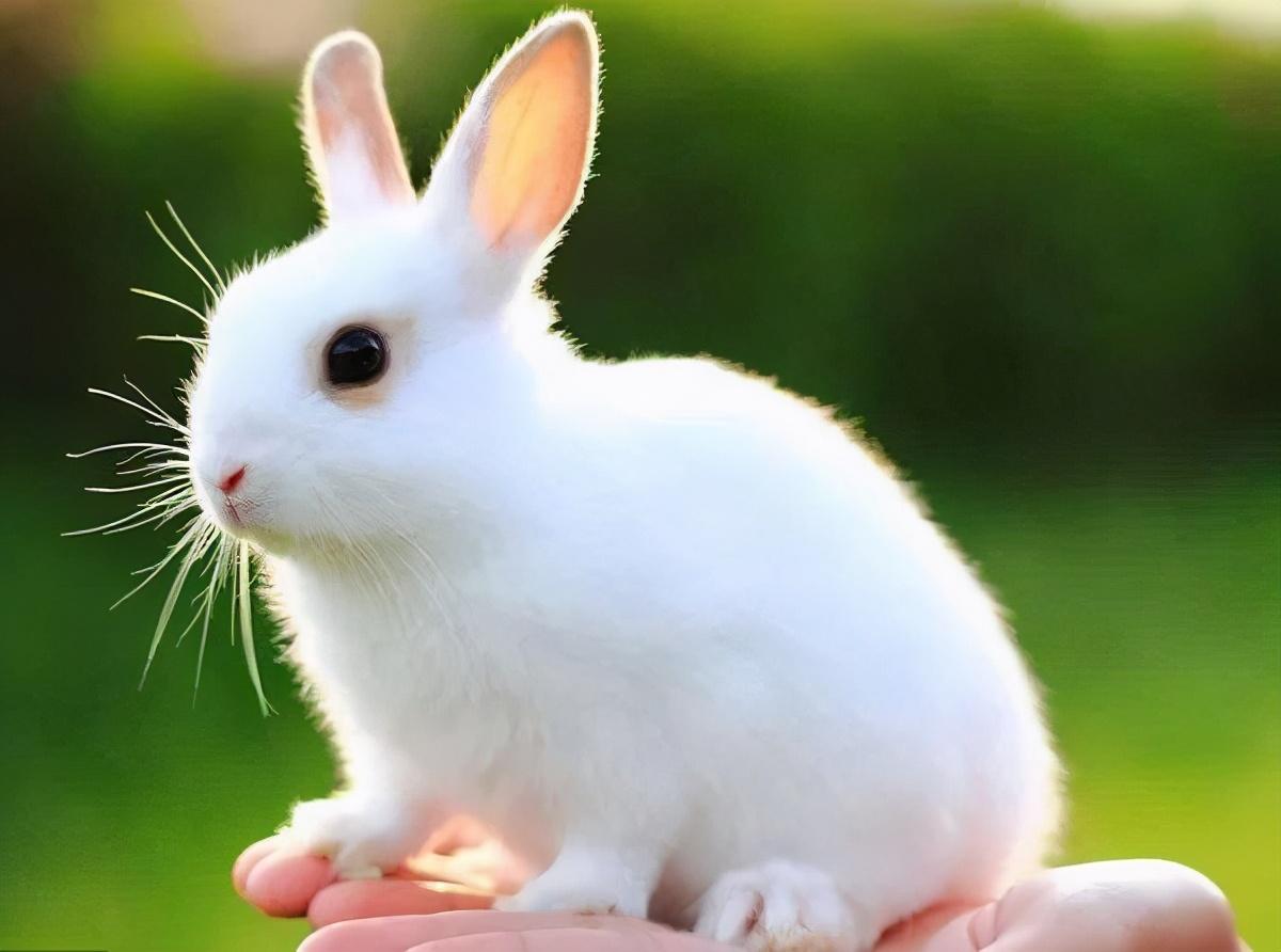 小兔子白又白儿歌
