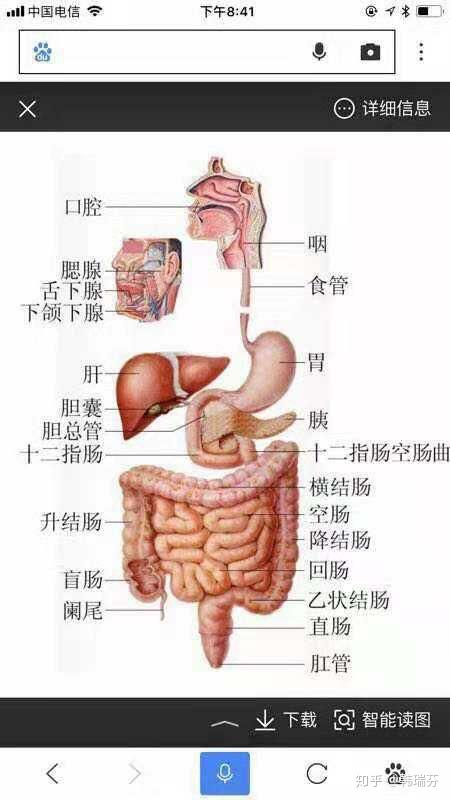 胃壁的四层结构