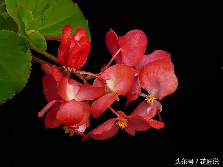 秋海棠花语