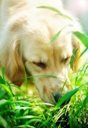 狗狗吃草是什么原因