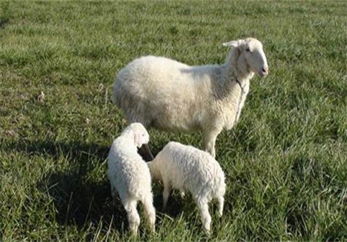 羊养殖加盟