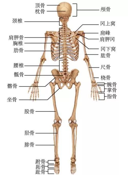 脚掌骨骼结构图