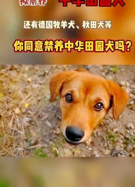 中华田园犬为什么禁养